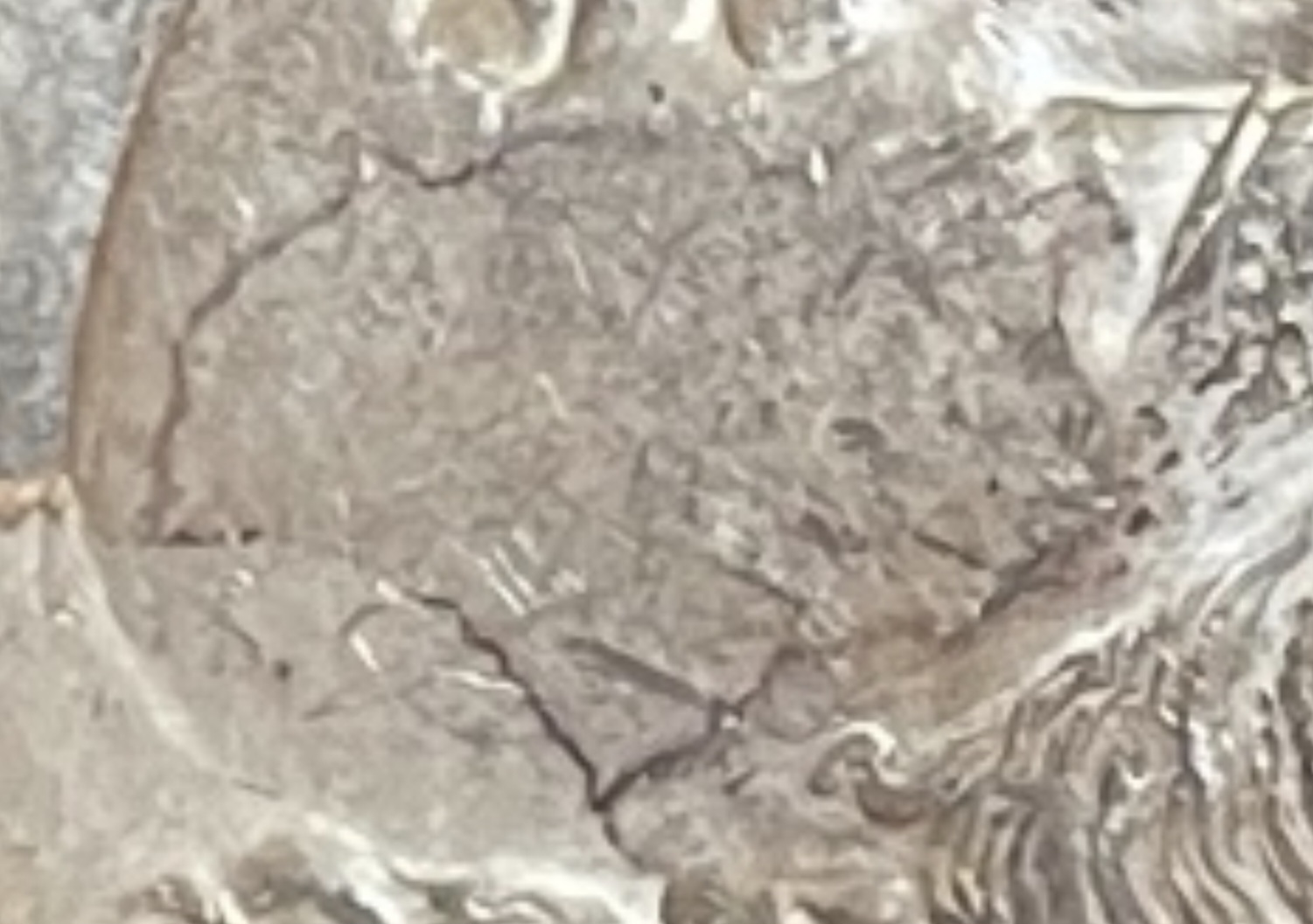 1879-S-Morgan-#3-Grade-It!